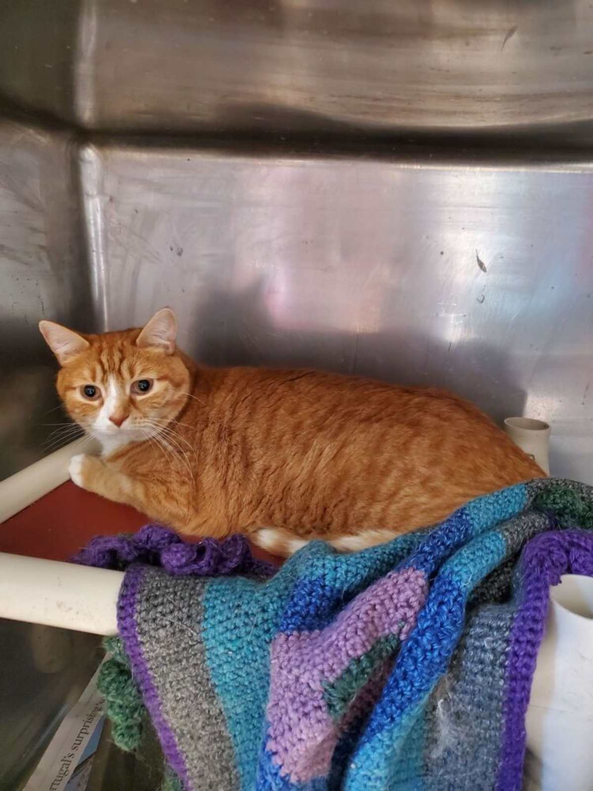 BABY OJ (AKA RANGER) - Domestic Shorthair available for adoption