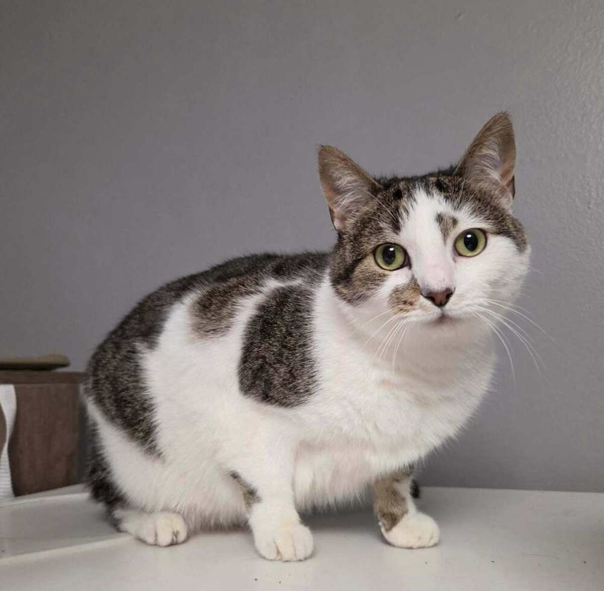 CRANBERRY (AKA BETTY) - Domestic Shorthair available for adoption