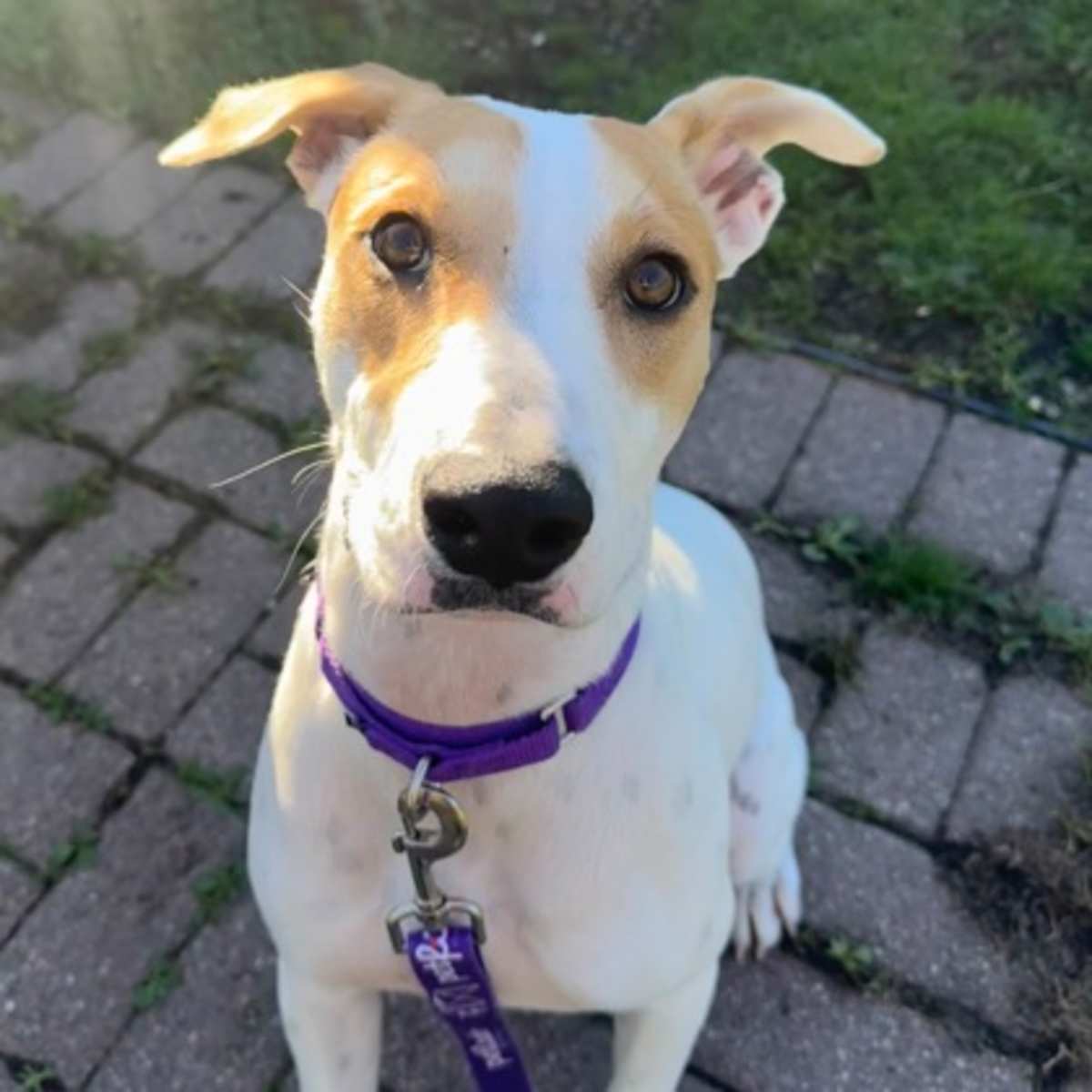 CLEM - German Shorthaired Pointer / Australian Cattle Dog available for adoption