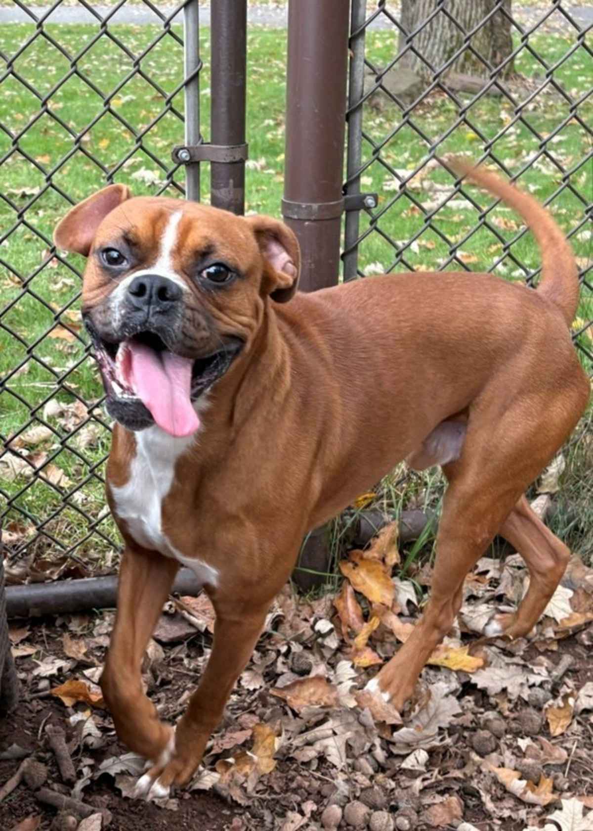 BEAKER - Boxer available for adoption