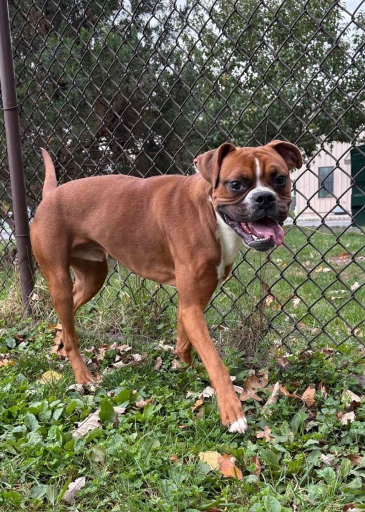 BEAKER - Boxer available for adoption