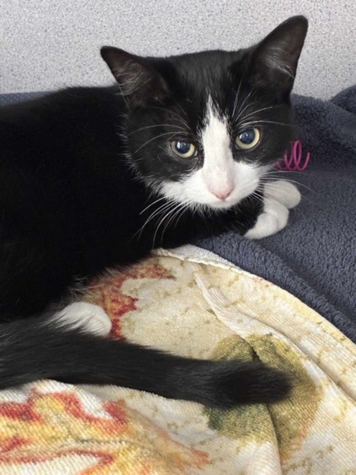 MR. DARCY - Domestic Shorthair available for adoption