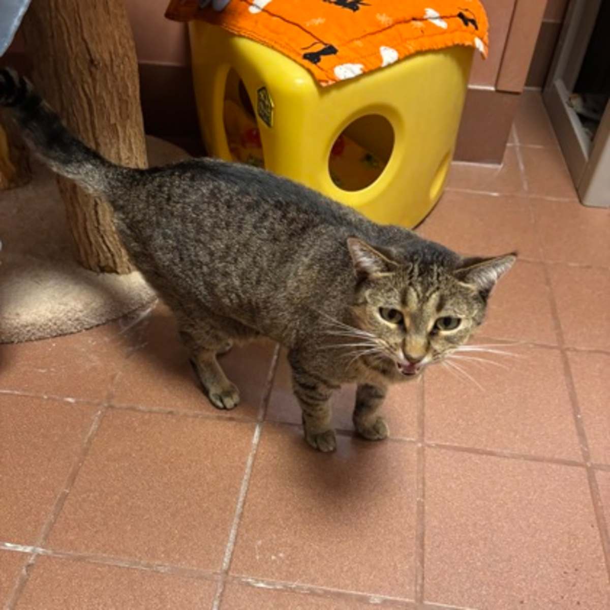 ARC - Domestic Shorthair available for adoption
