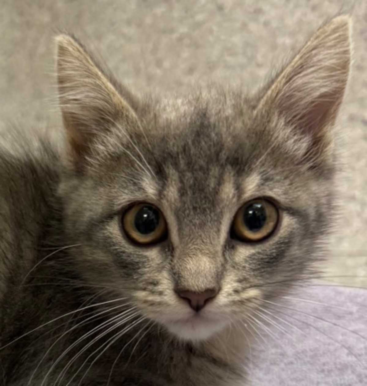 ARAPUCA - Domestic Shorthair available for adoption