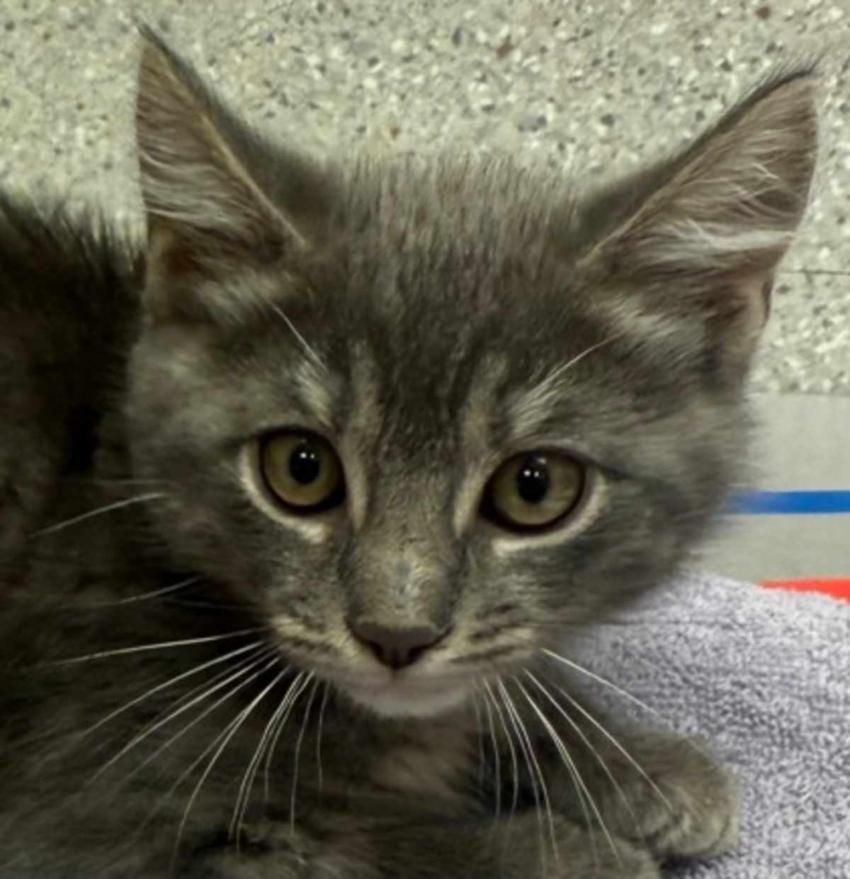 ATLATL - Domestic Shorthair available for adoption