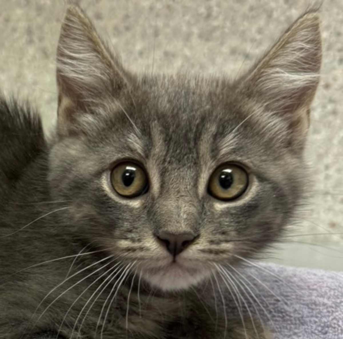 BOW - Domestic Shorthair available for adoption