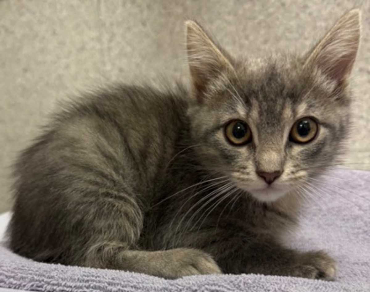 ARAPUCA - Domestic Shorthair available for adoption