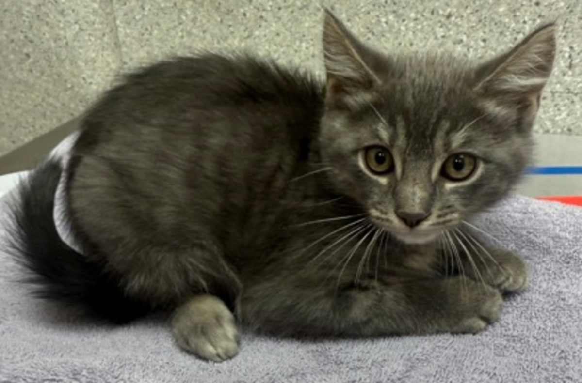 ATLATL - Domestic Shorthair available for adoption