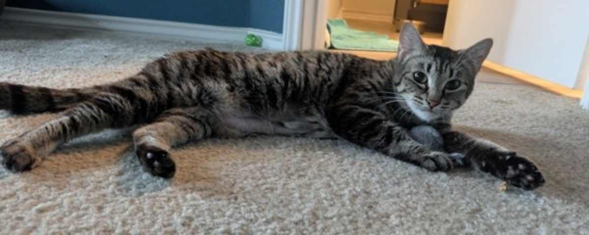 DREAM - Domestic Shorthair available for adoption