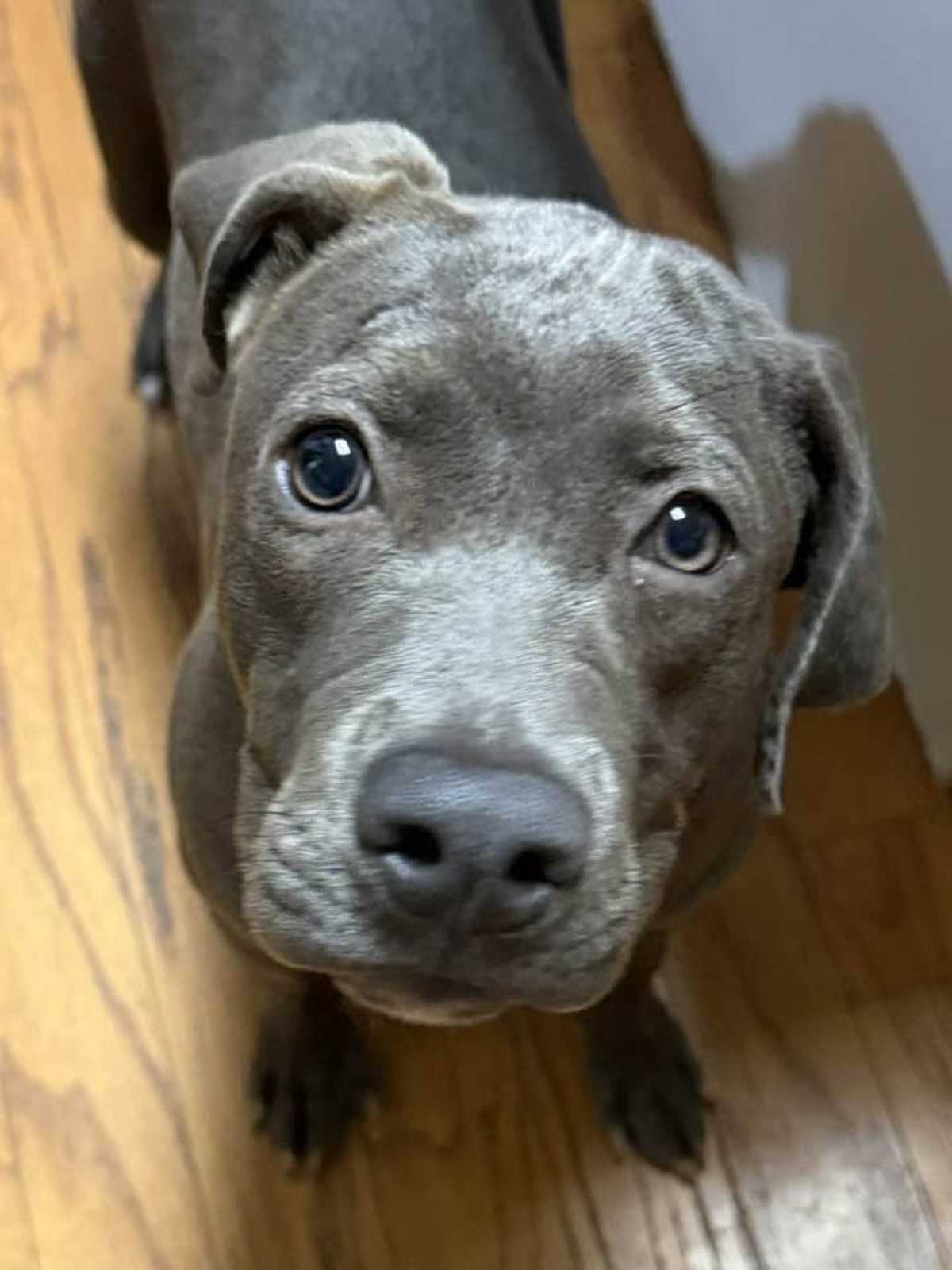 BLUEBELL - Pit Bull Terrier / Labrador Retriever available for adoption