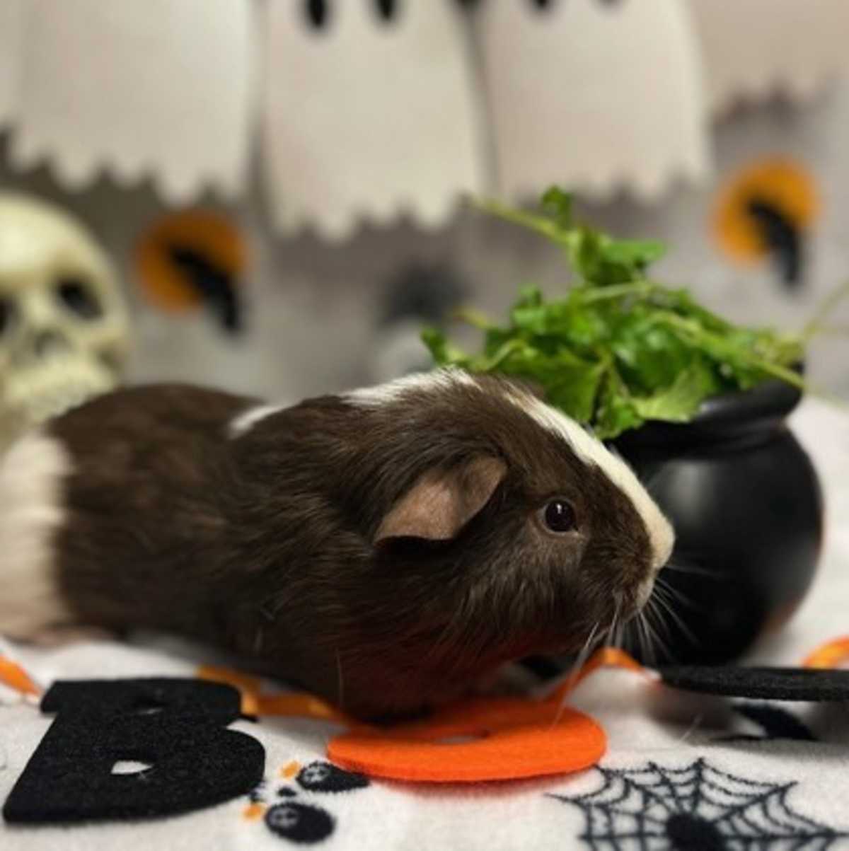 ACORN - Guinea Pig available for adoption