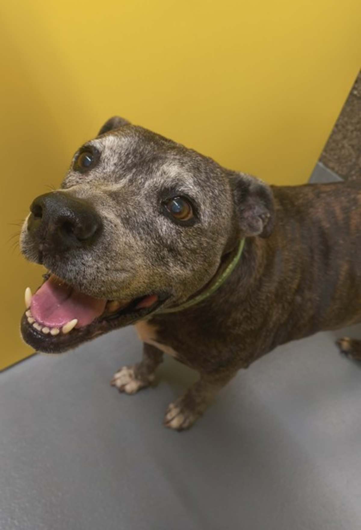 BUICK LESABRE - Mixed Breed (Medium) available for adoption