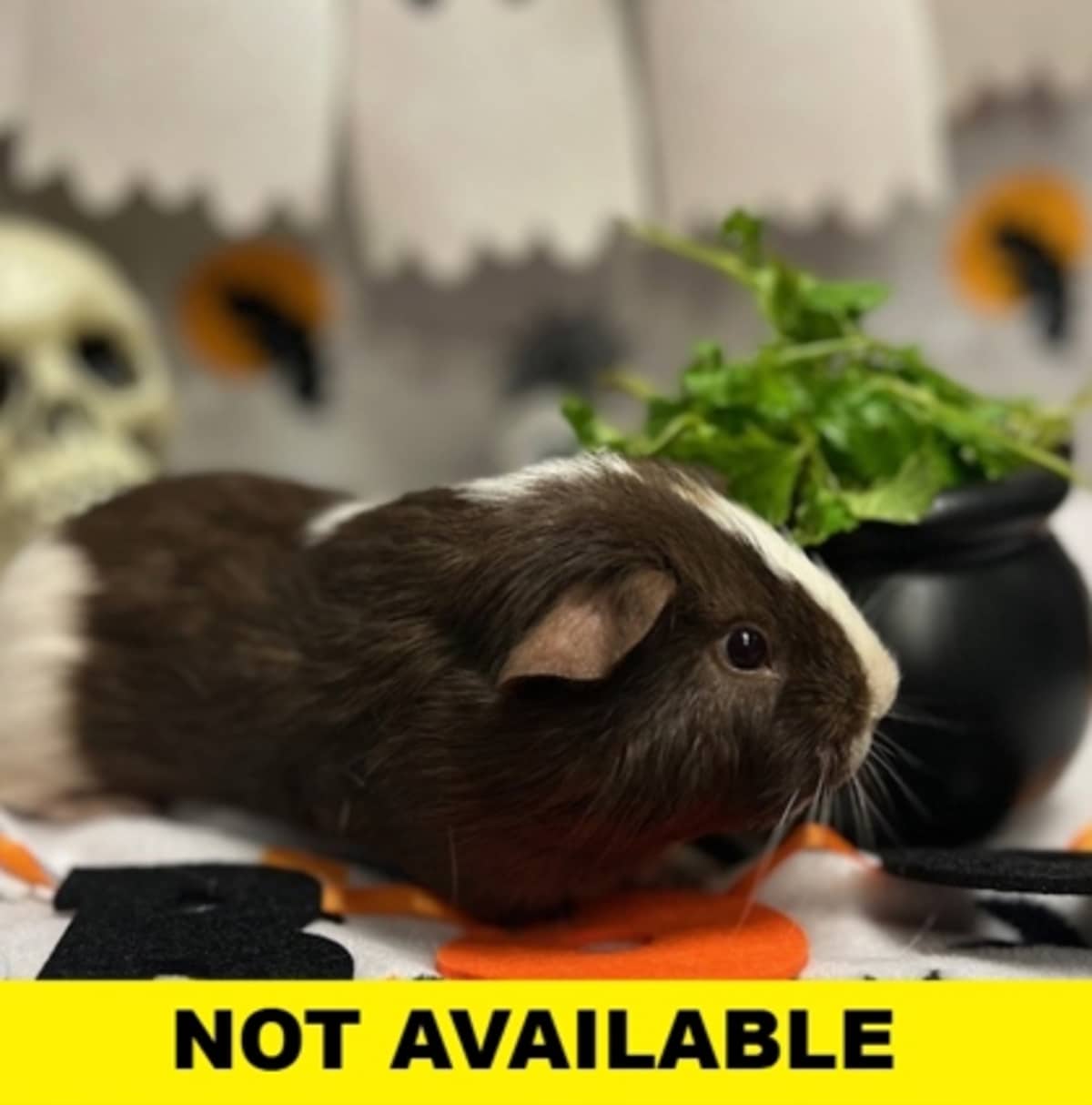 ACORN - Guinea Pig available for adoption