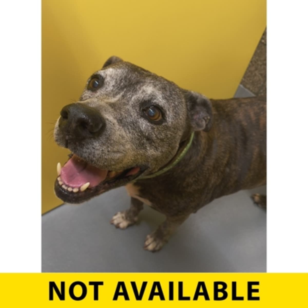 BUICK LESABRE - Mixed Breed (Medium) available for adoption