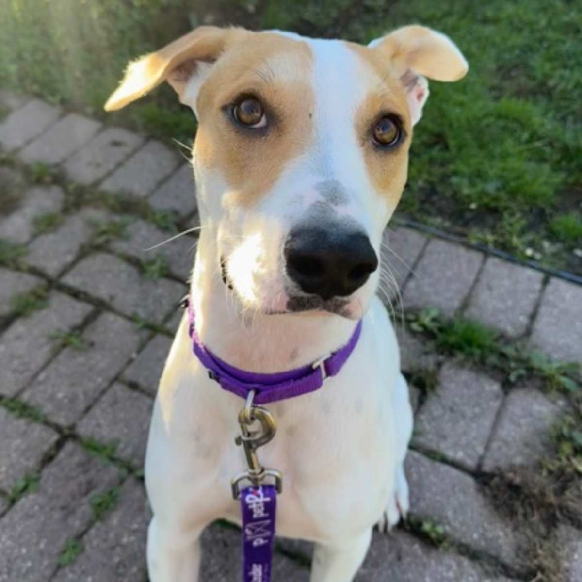 CLEM - German Shorthaired Pointer / Australian Cattle Dog available for adoption