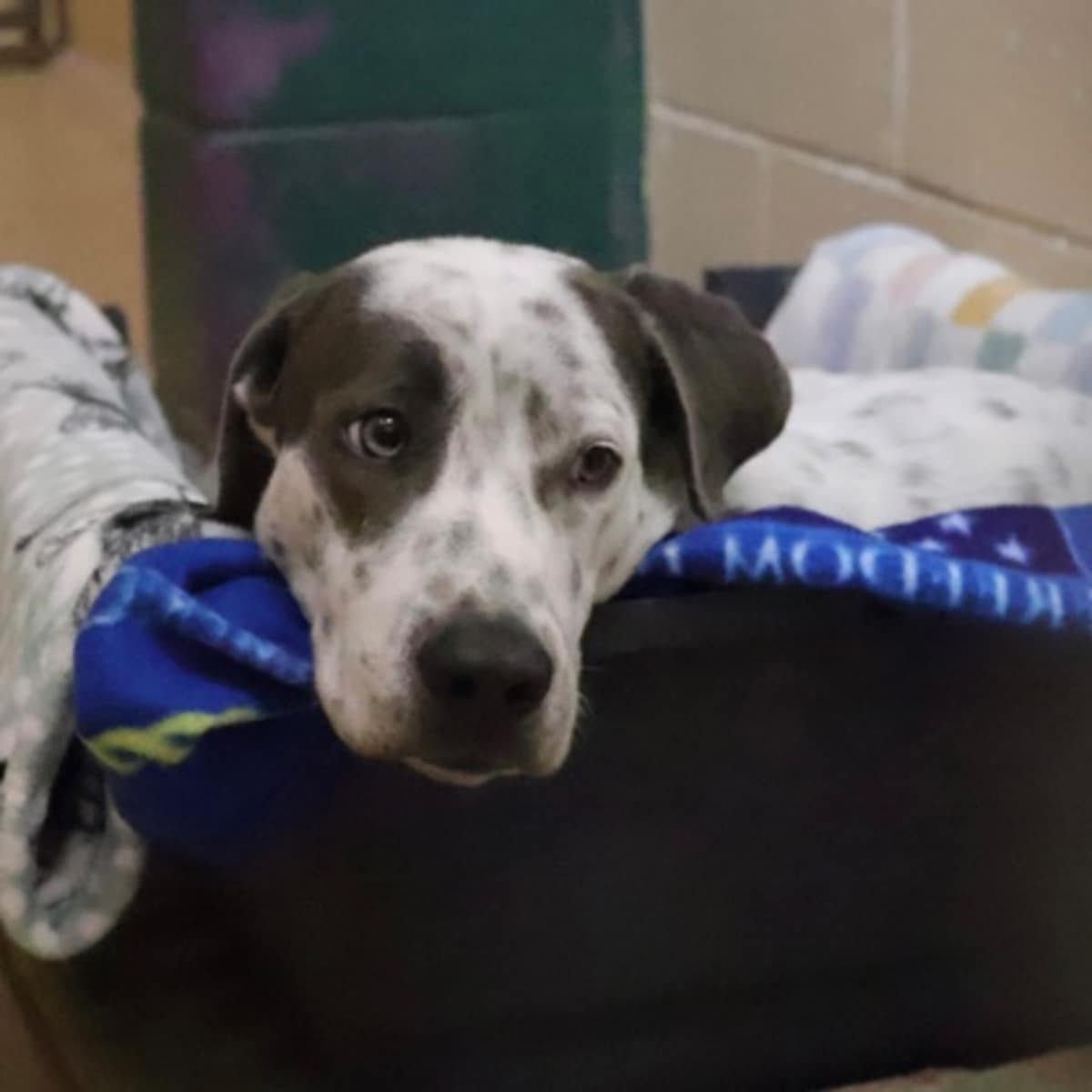 CHICKEN - Hound (Unknown Type) available for adoption