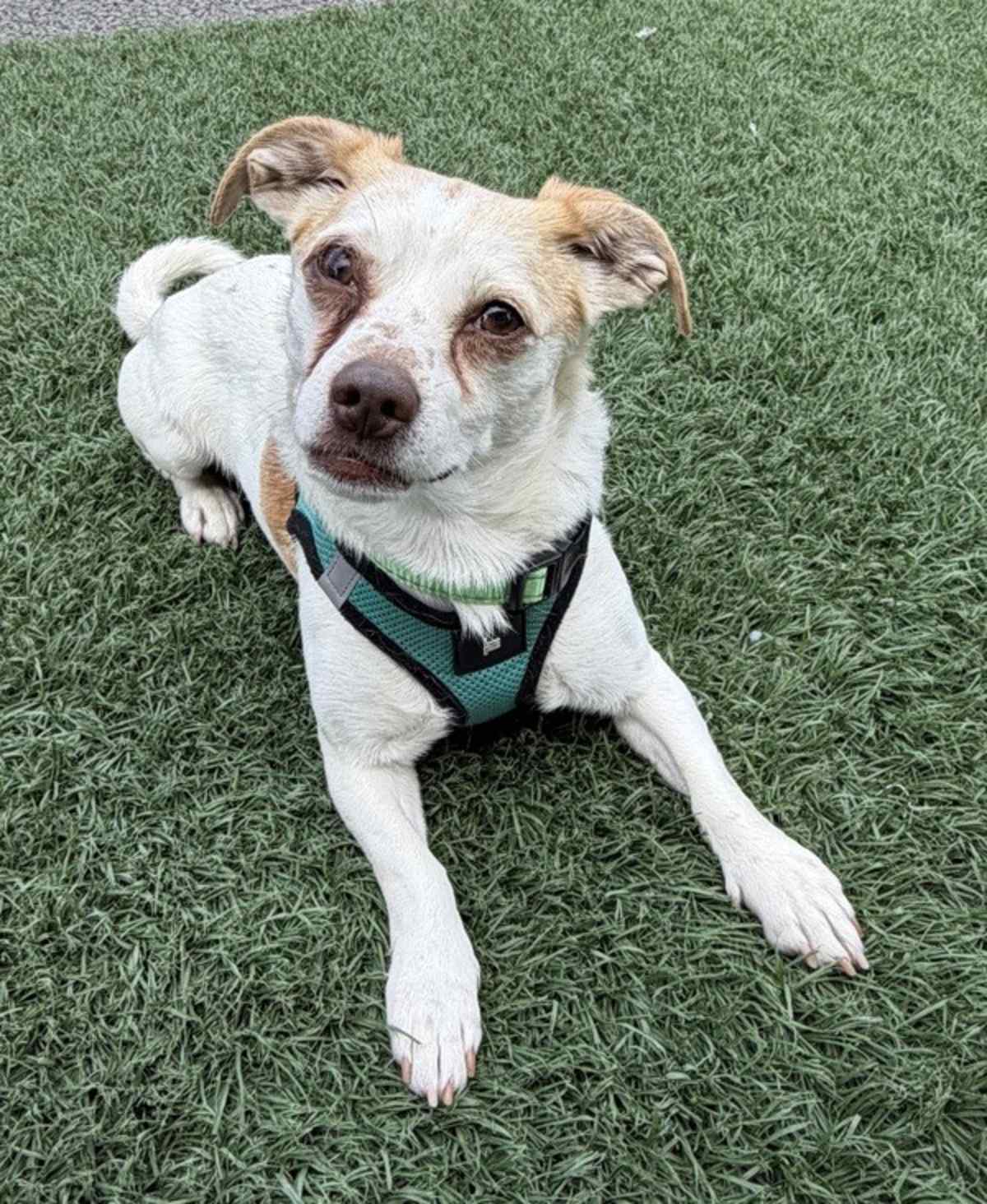 MARSHALL - Chihuahua available for adoption