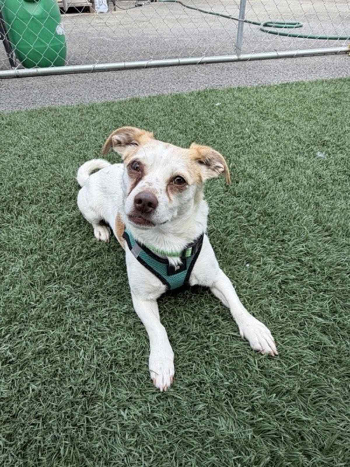 MARSHALL - Chihuahua available for adoption