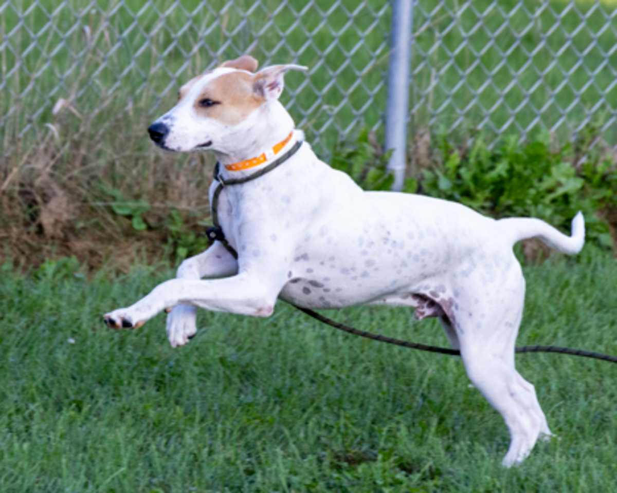 CLEM - German Shorthaired Pointer / Australian Cattle Dog available for adoption