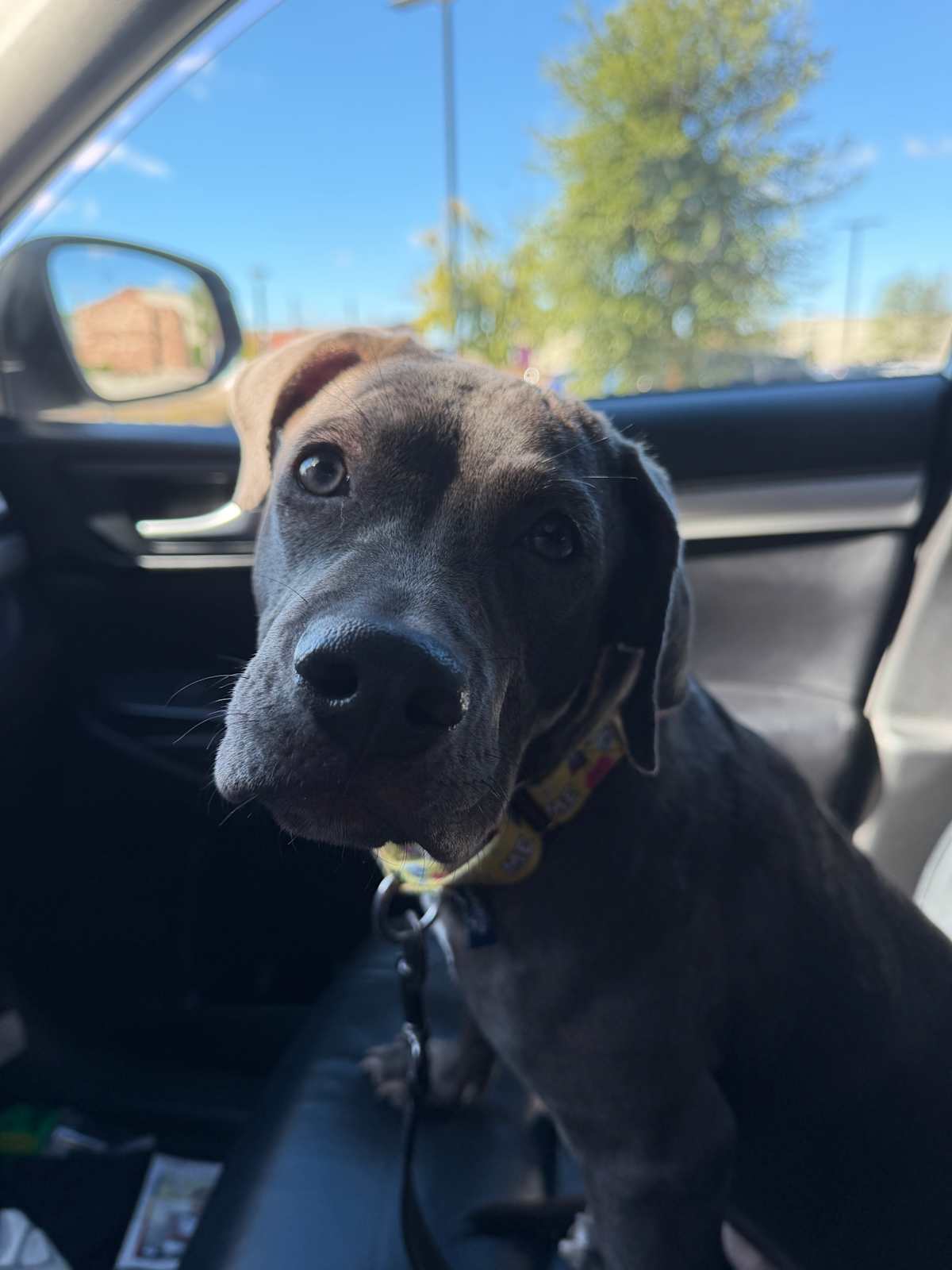 BLUEBELL - Pit Bull Terrier / Labrador Retriever available for adoption
