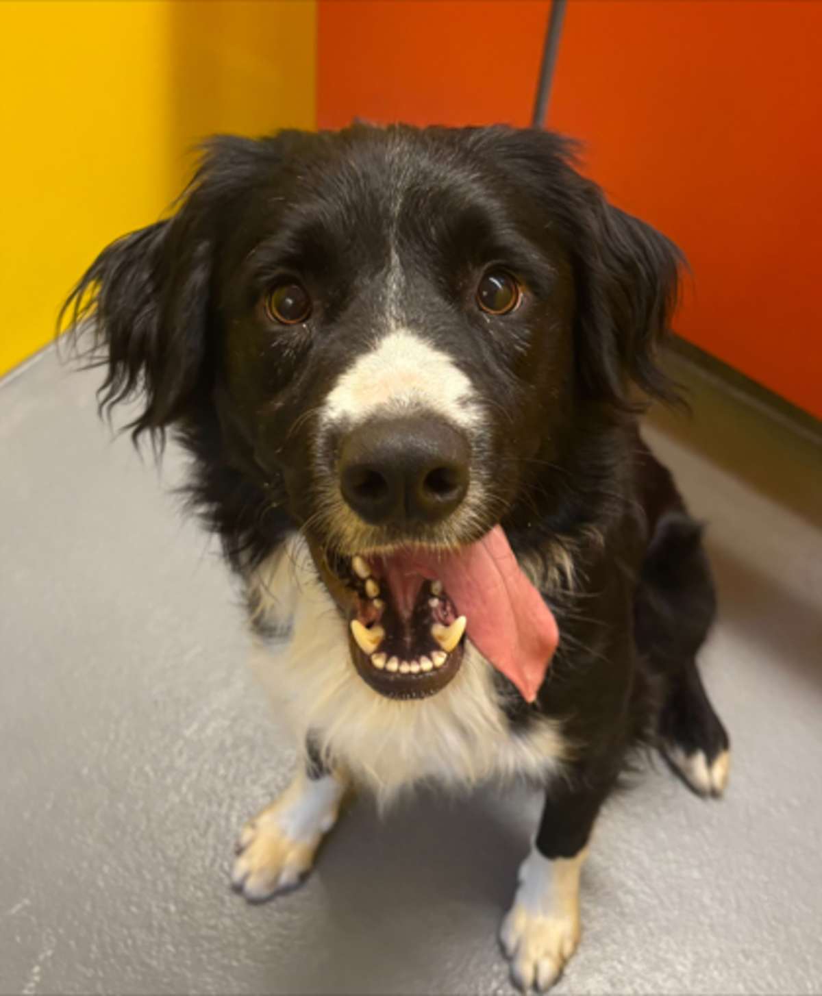 CRUISE CONTROL - Border Collie available for adoption