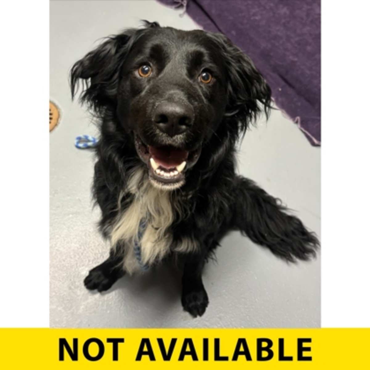 FOUR WHEEL DRIVE - Border Collie available for adoption