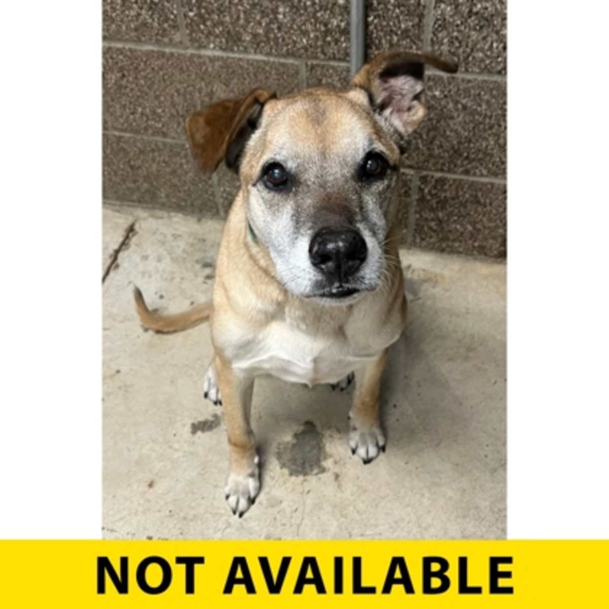 TORTIMER - Mixed Breed (Medium) available for adoption