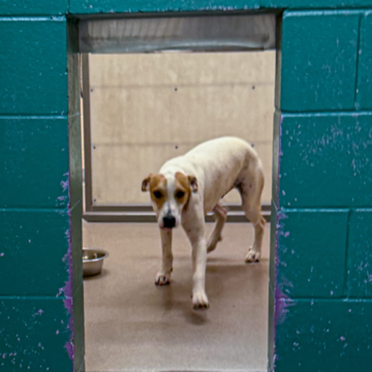 CLEM - German Shorthaired Pointer / Australian Cattle Dog available for adoption