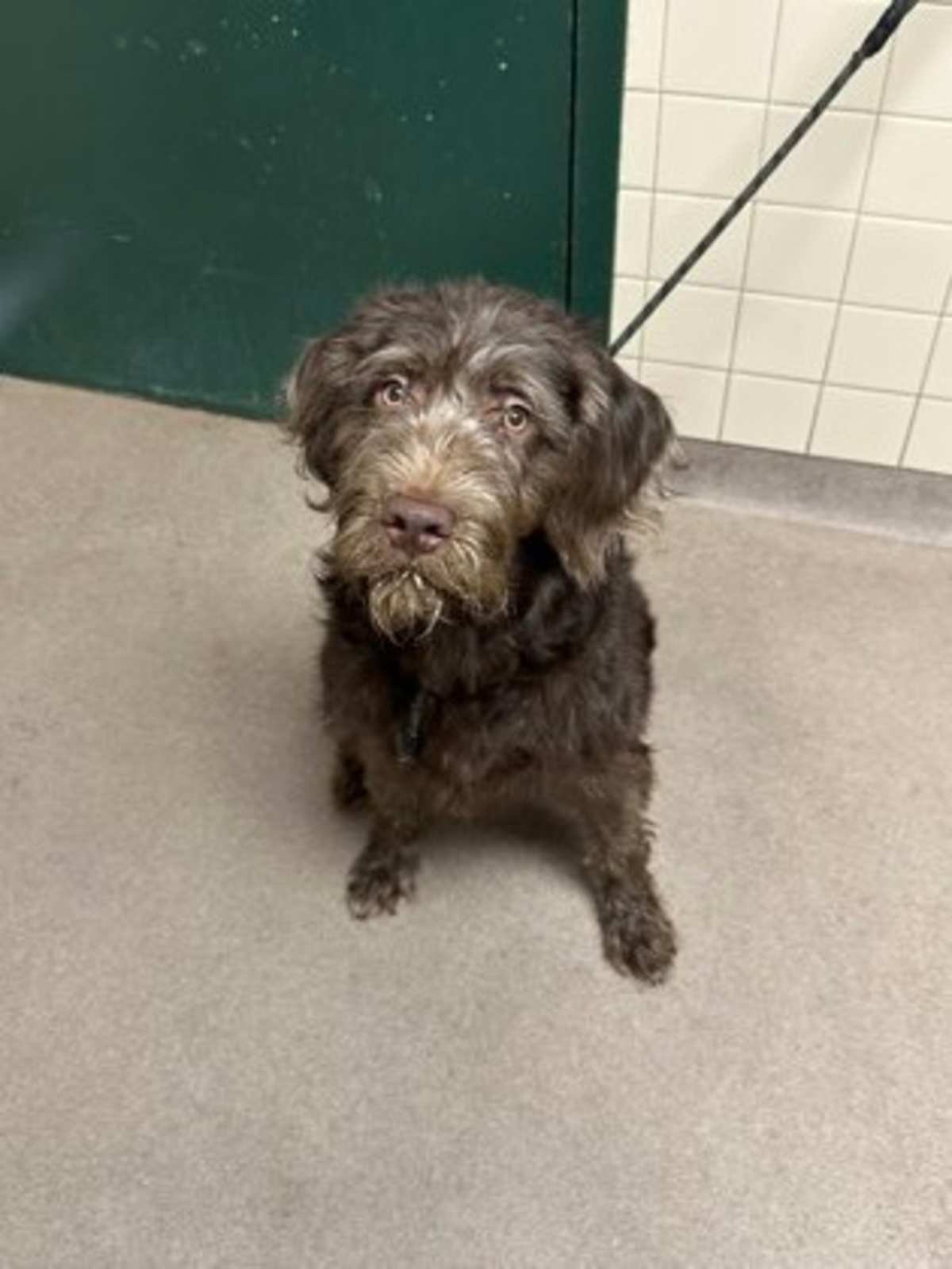 BASIL - Poodle (Standard) available for adoption