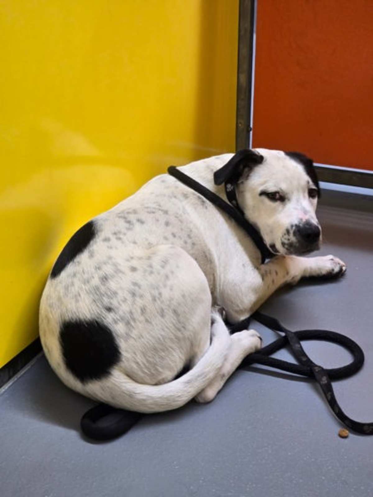 STAIN - American Pit Bull Terrier available for adoption