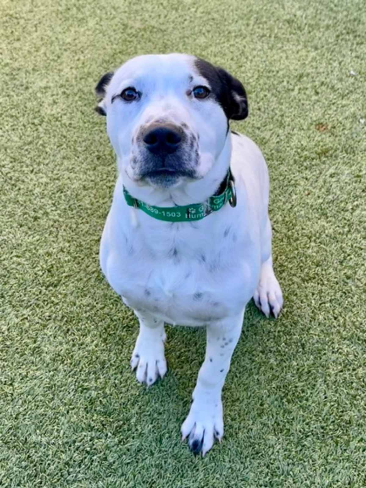 STAIN - American Pit Bull Terrier available for adoption