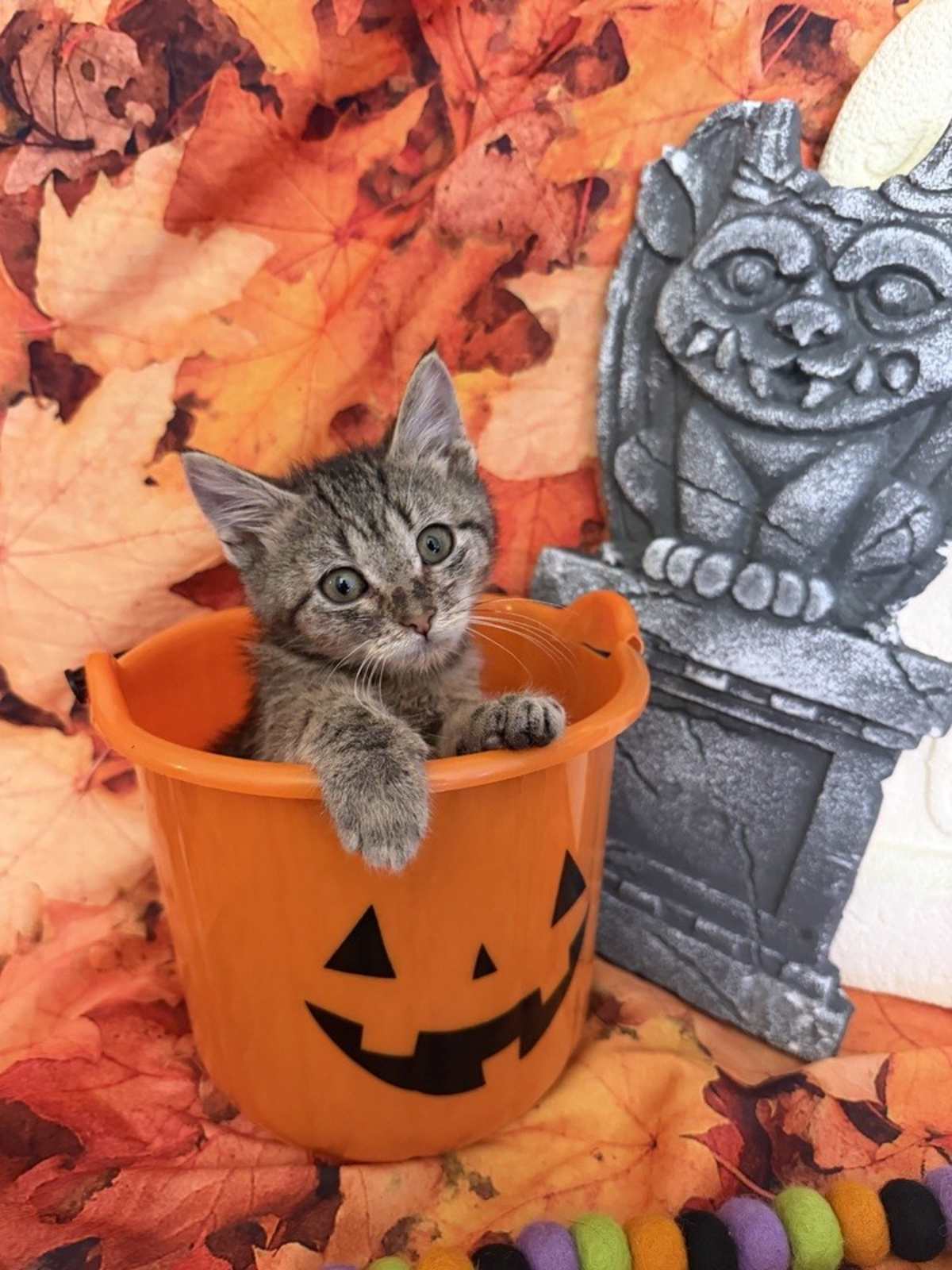 ADDERALL - Domestic Shorthair available for adoption