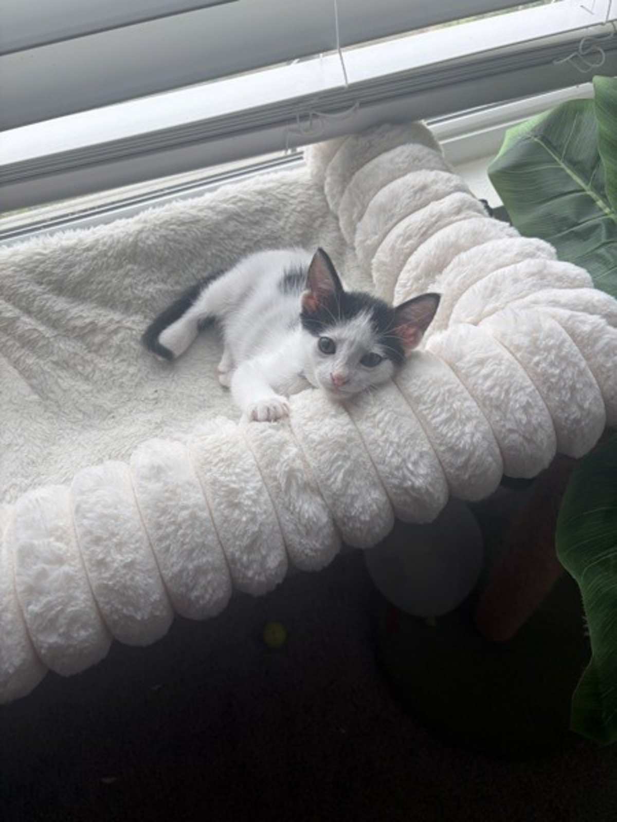 HAMBURGER - Domestic Shorthair available for adoption