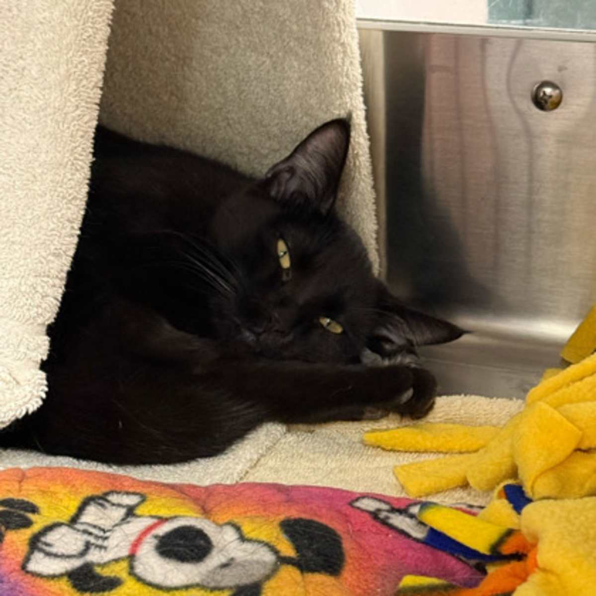 CHRISTINA AGUILERA - Domestic Shorthair available for adoption