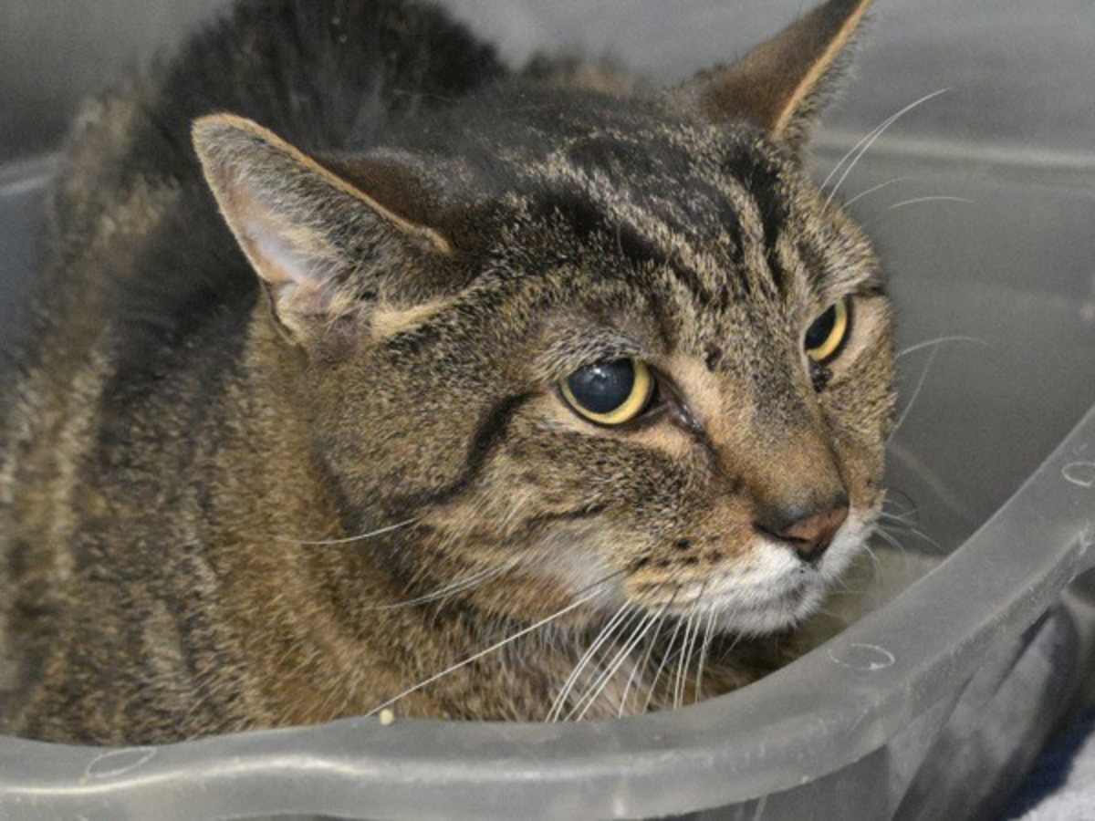 ARIES - Domestic Shorthair available for adoption