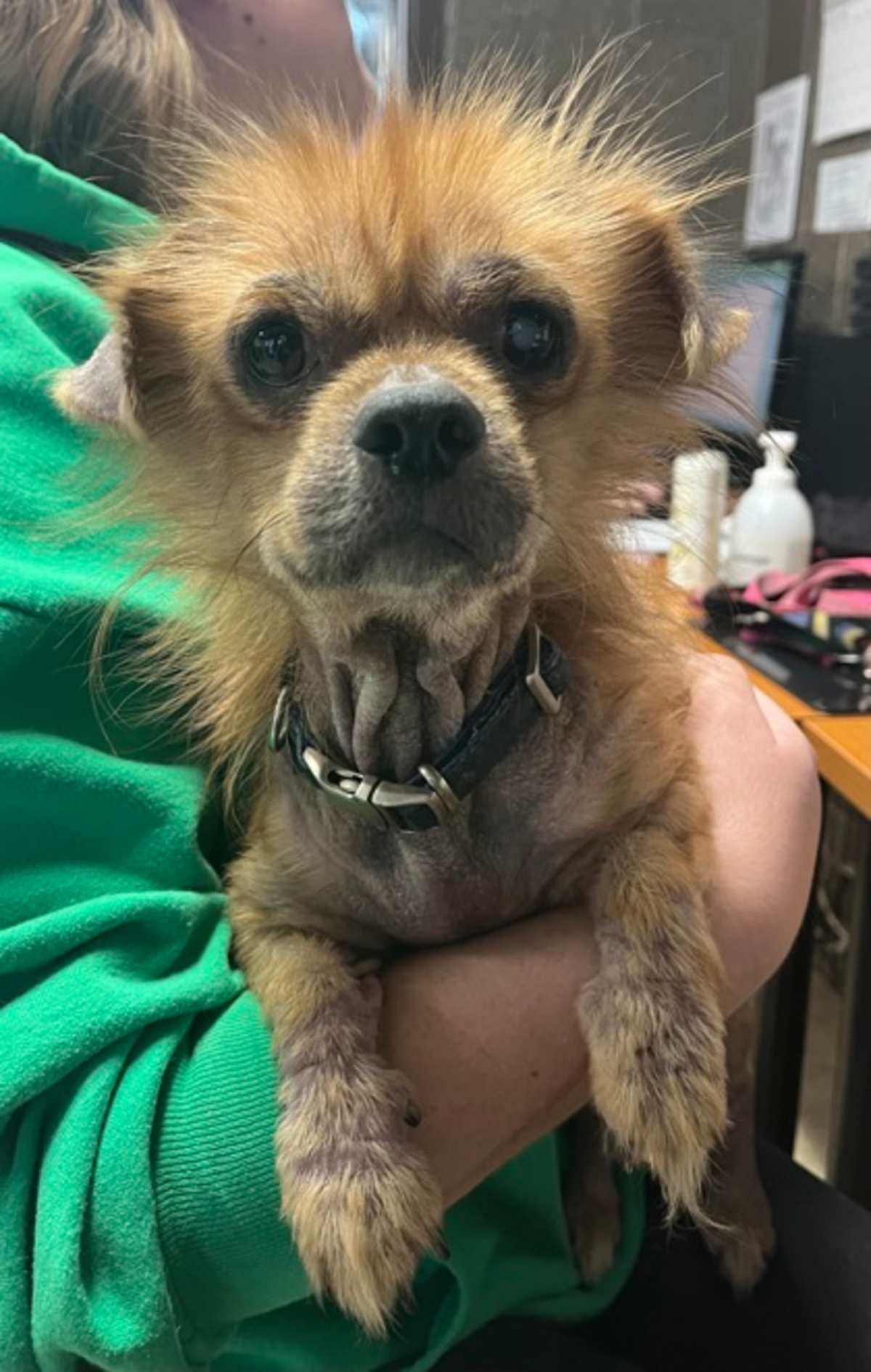 FOSTER - Mixed Breed (Medium) available for adoption