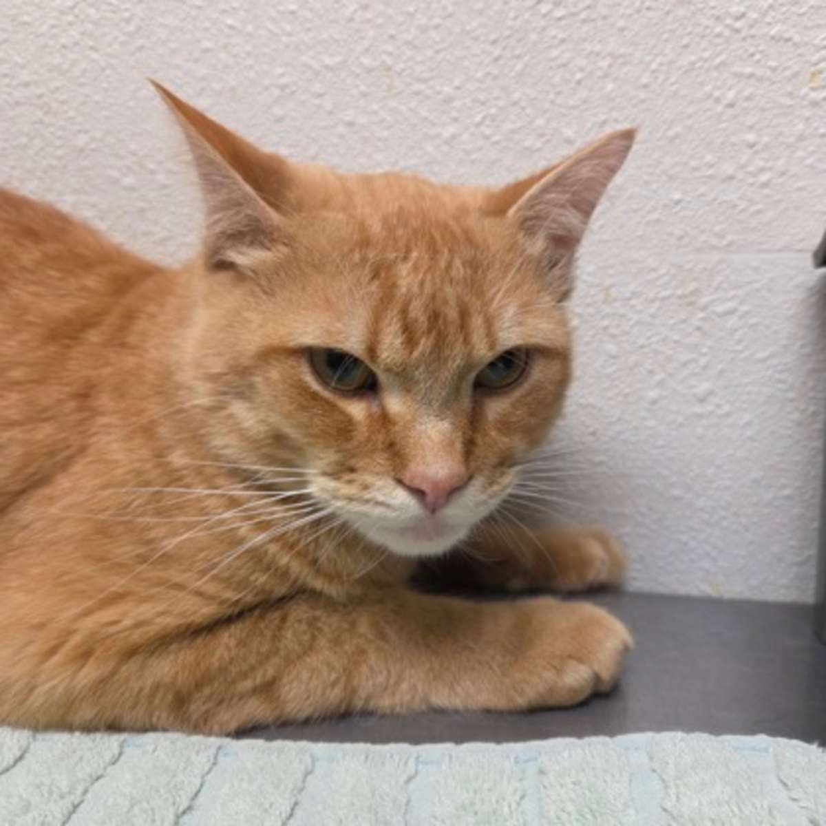 KURT COBAIN - Domestic Shorthair available for adoption