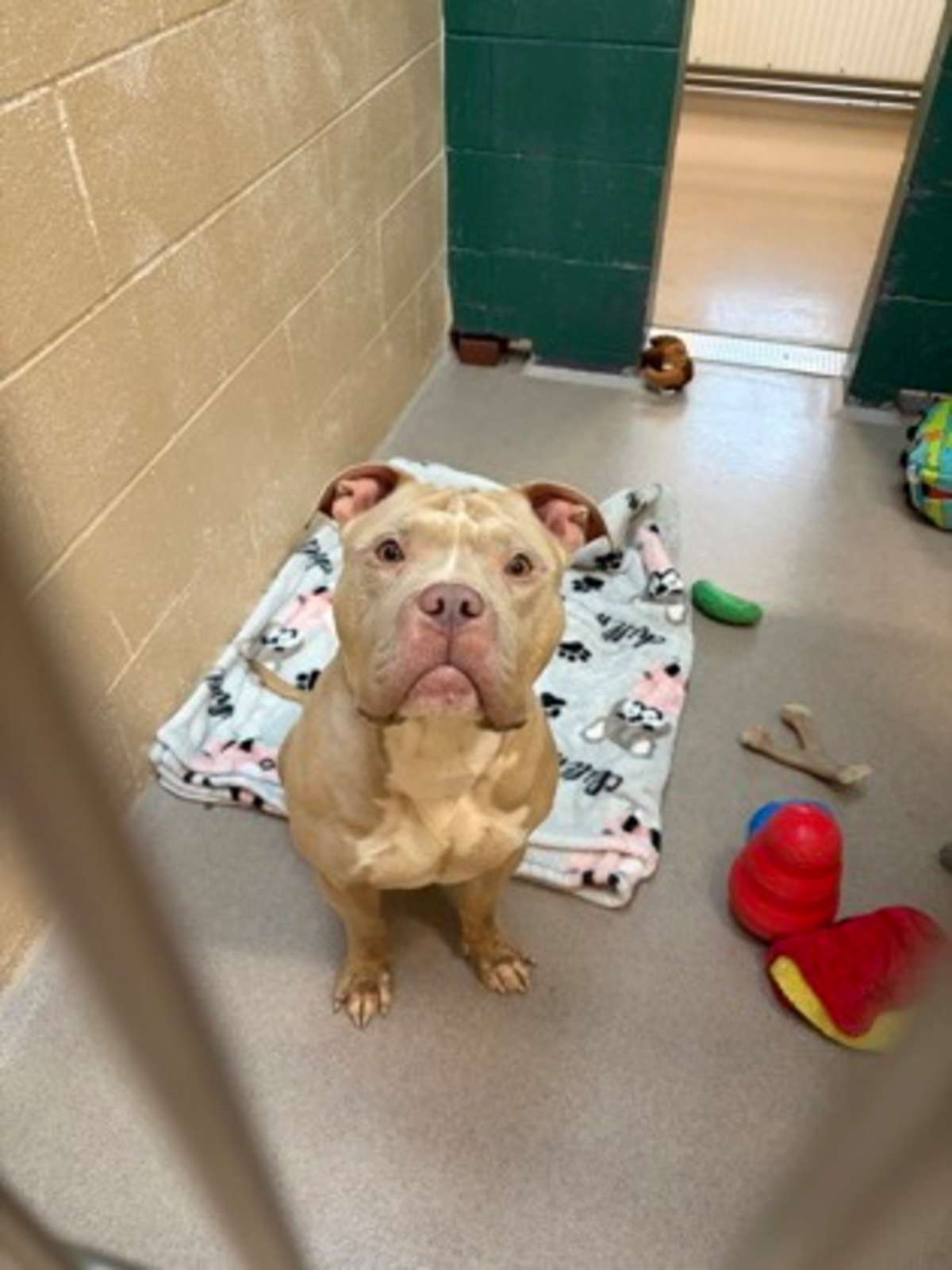 FELLER - American Pit Bull Terrier available for adoption