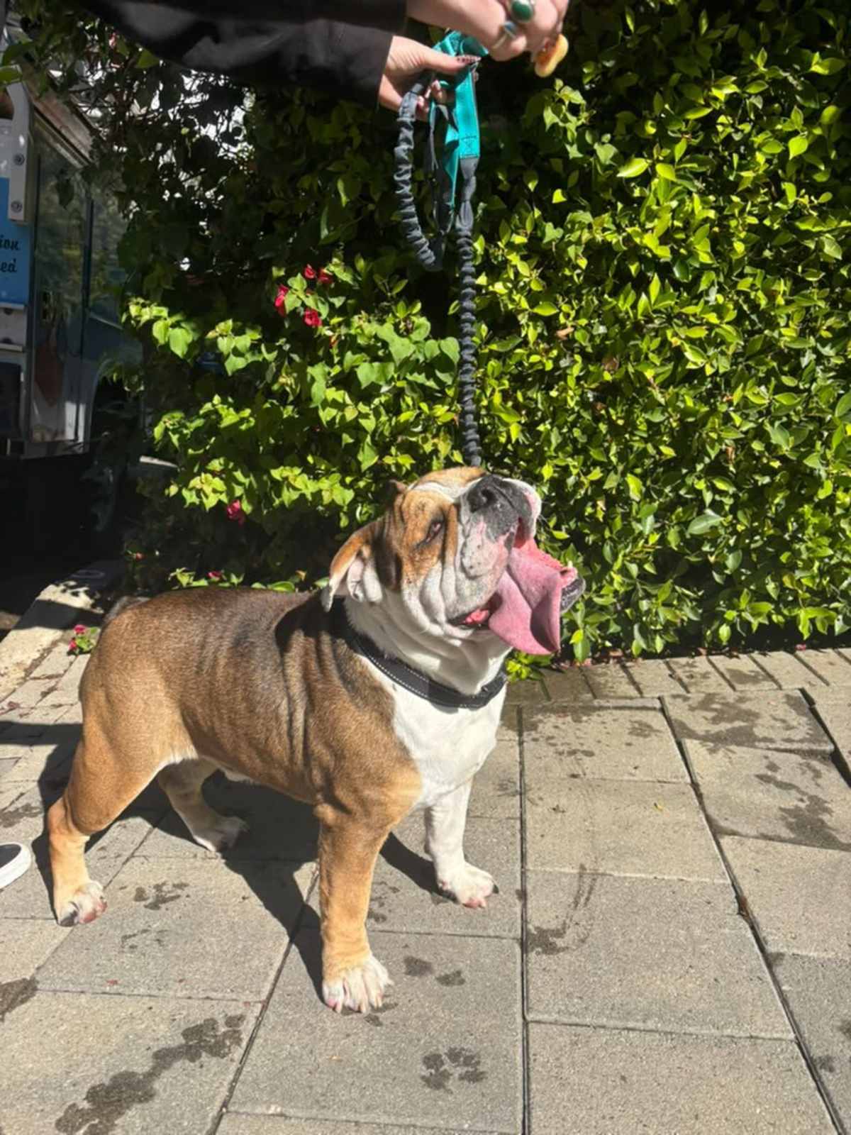 BACON - English Bulldog available for adoption