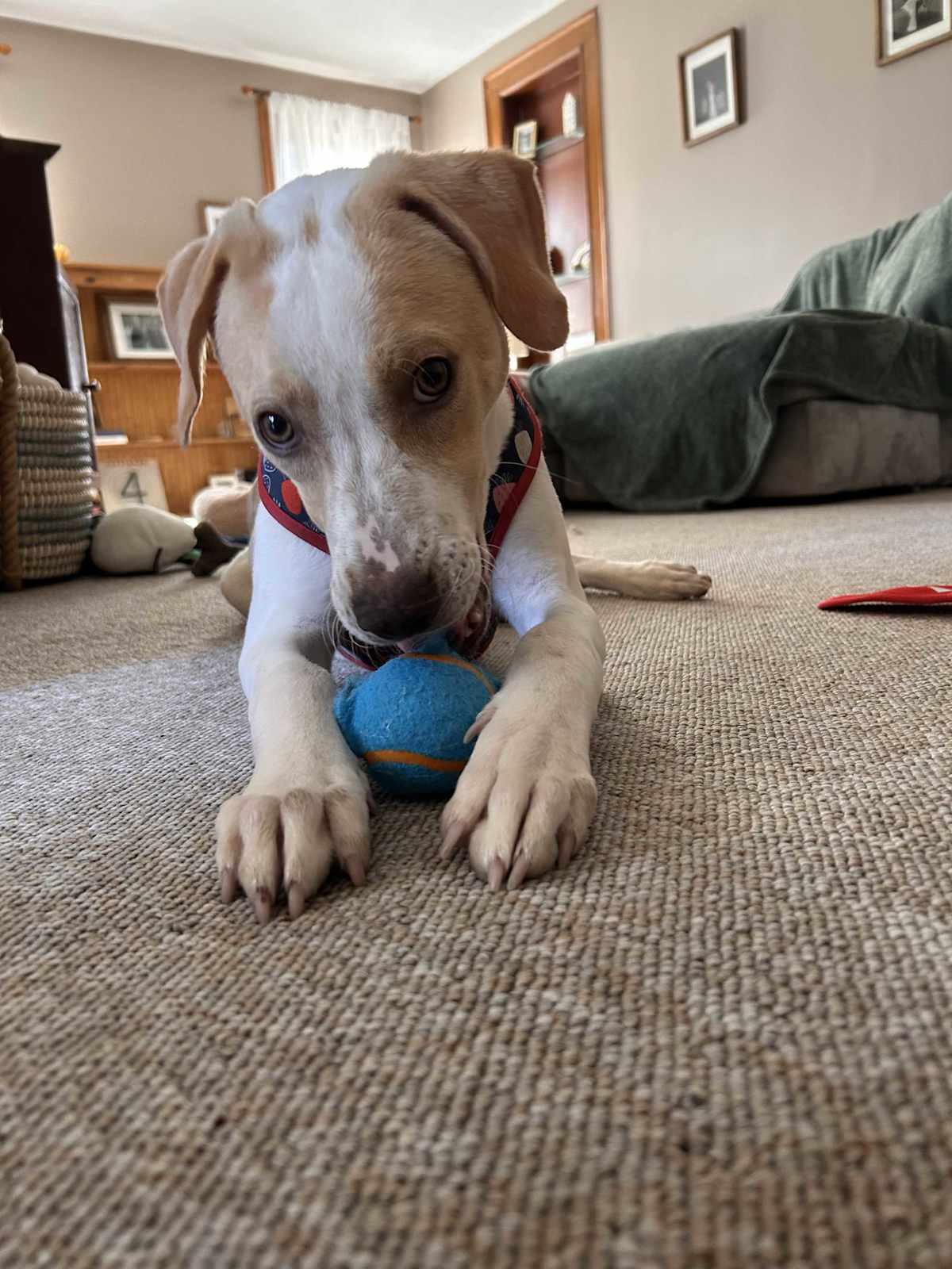 GORDON - Mixed Breed (Medium) available for adoption