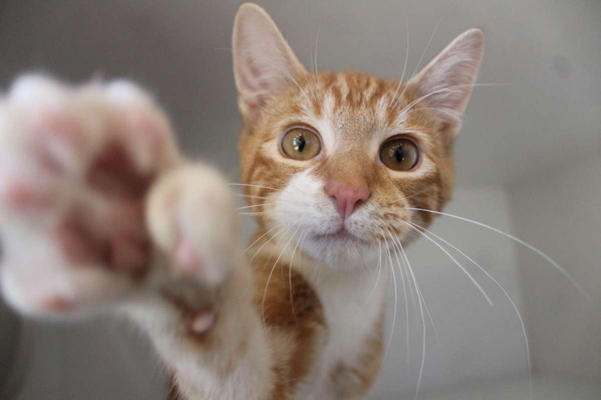 DESTRUCTION - Domestic Shorthair available for adoption