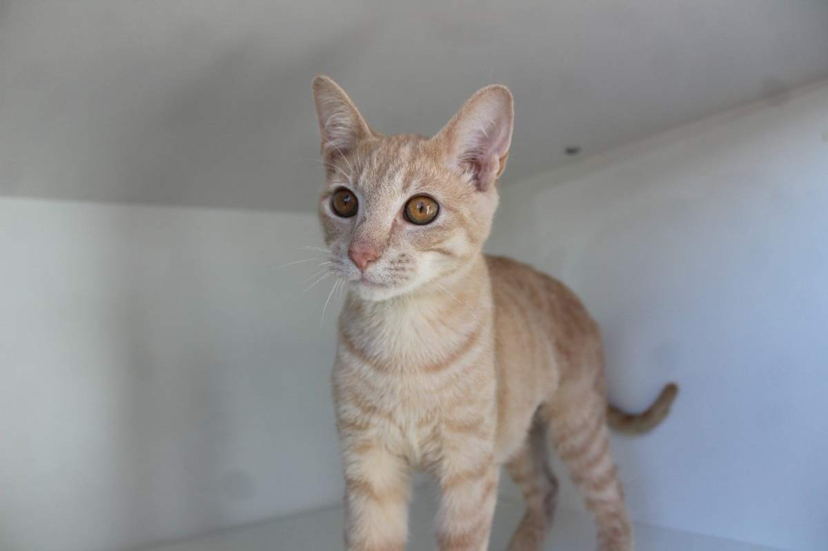 CORRUPTION - Domestic Shorthair available for adoption