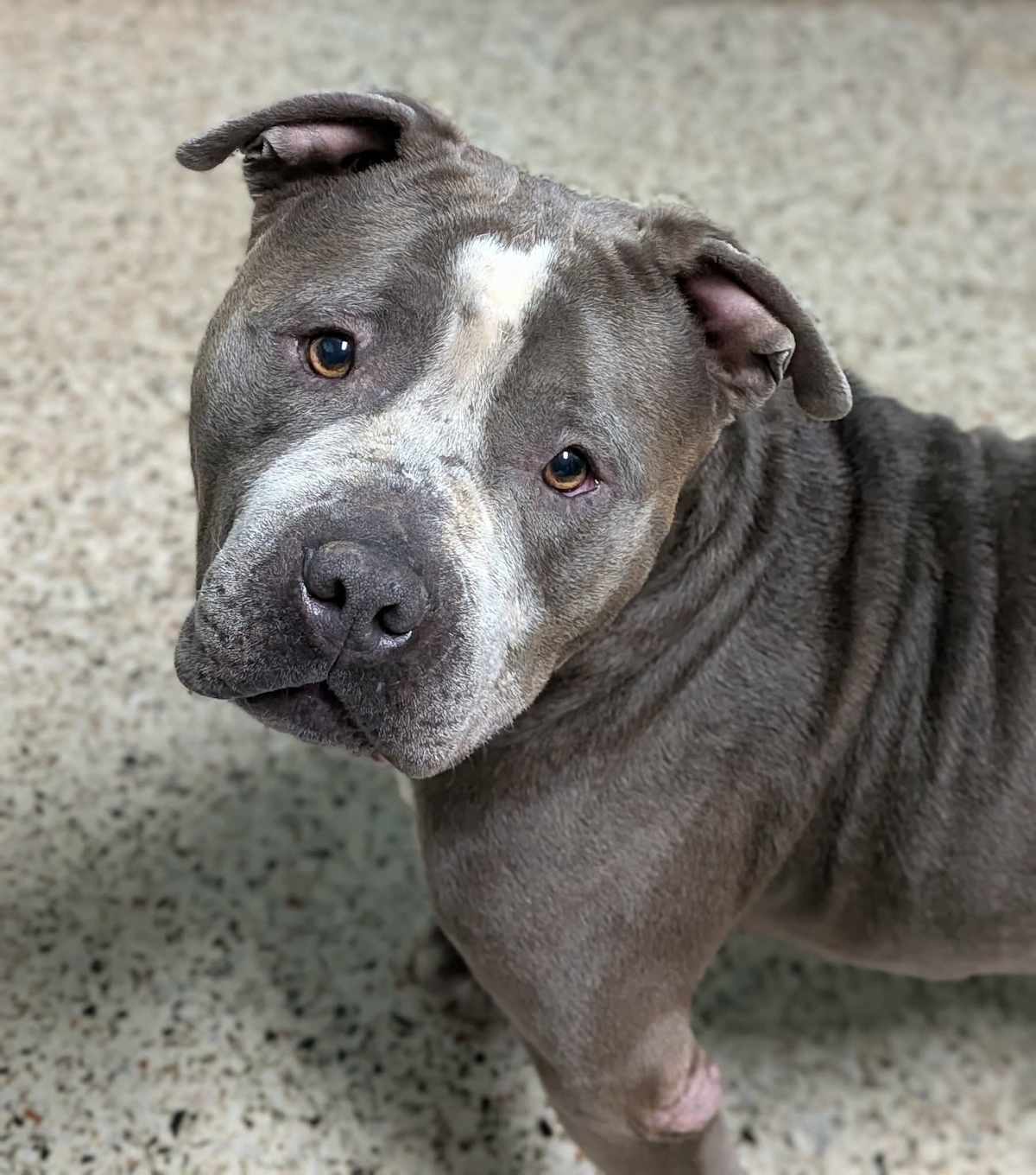 BIG MAC - Mixed Breed (Large) available for adoption