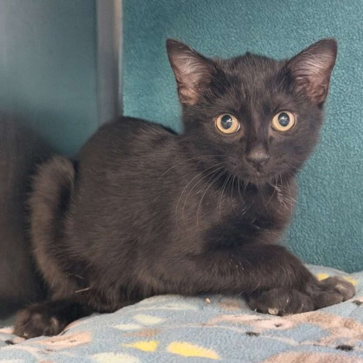 DOM - Domestic Shorthair available for adoption