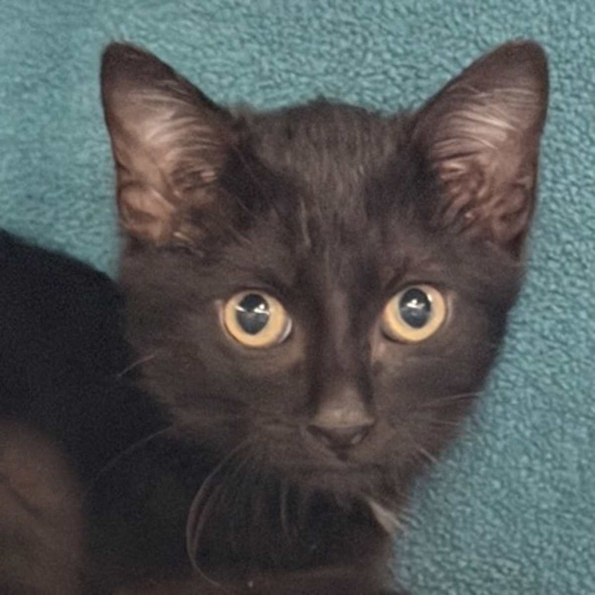 DOM - Domestic Shorthair available for adoption