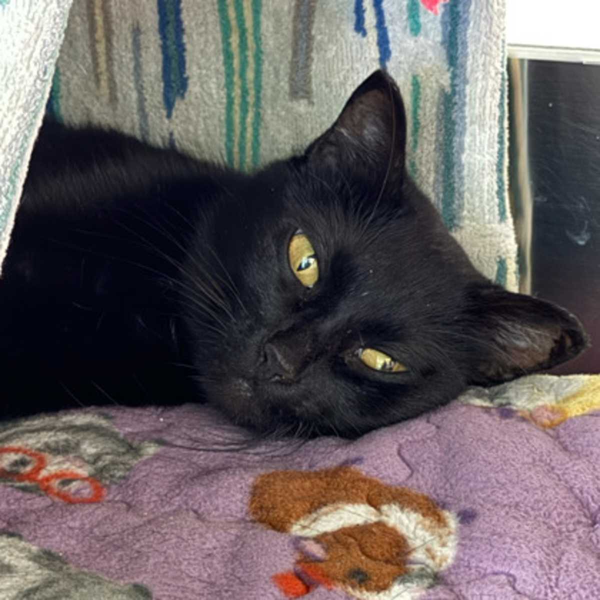 CHEERLEADER - Domestic Shorthair available for adoption