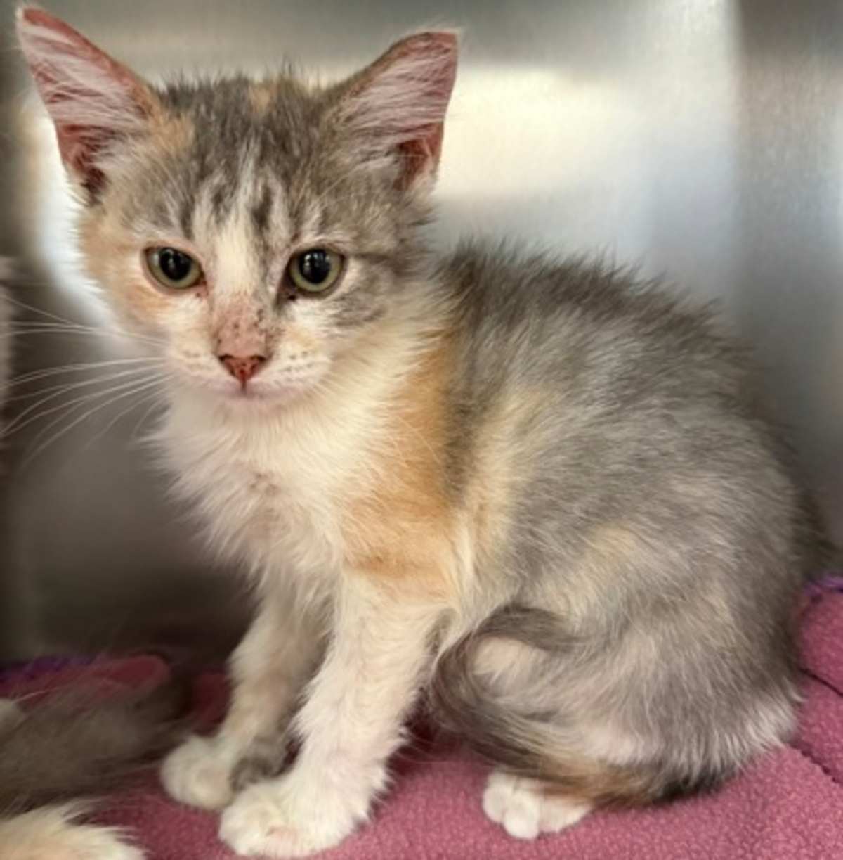CARLIE MAE - Domestic Shorthair available for adoption