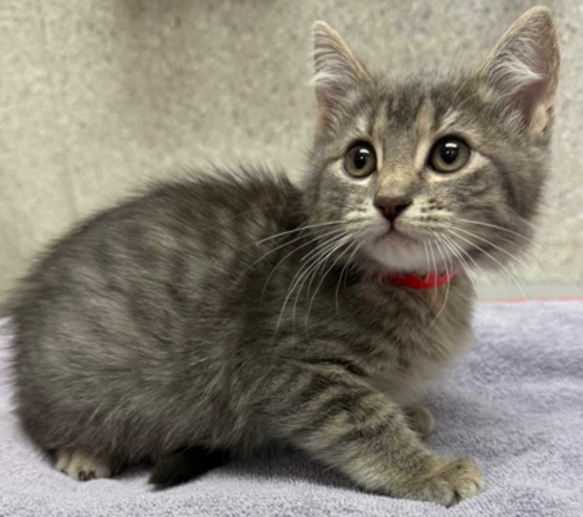 ARROW - Domestic Shorthair available for adoption