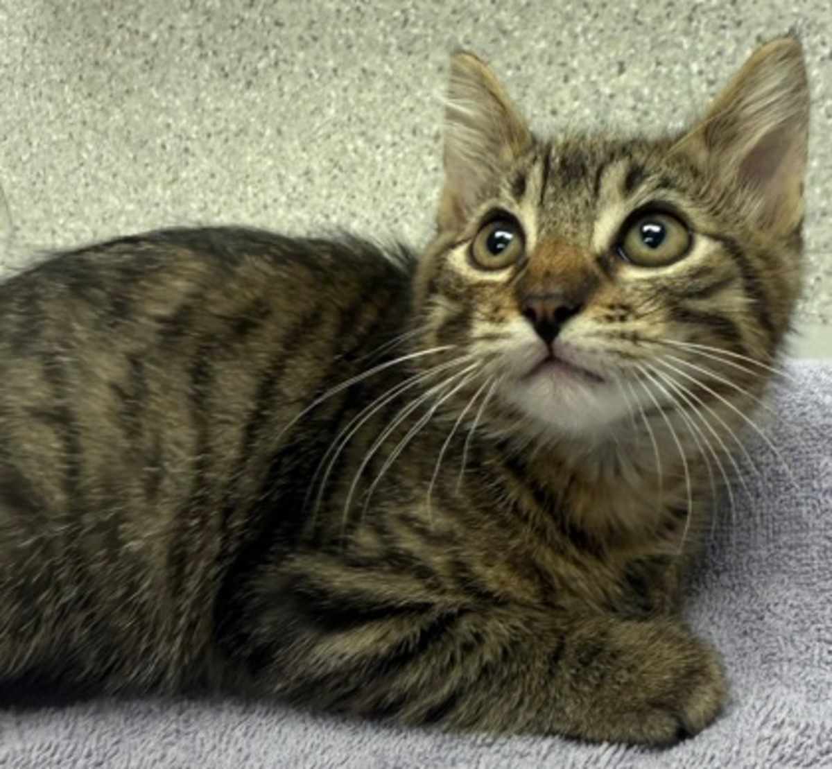 BULLSEYE - Domestic Shorthair available for adoption