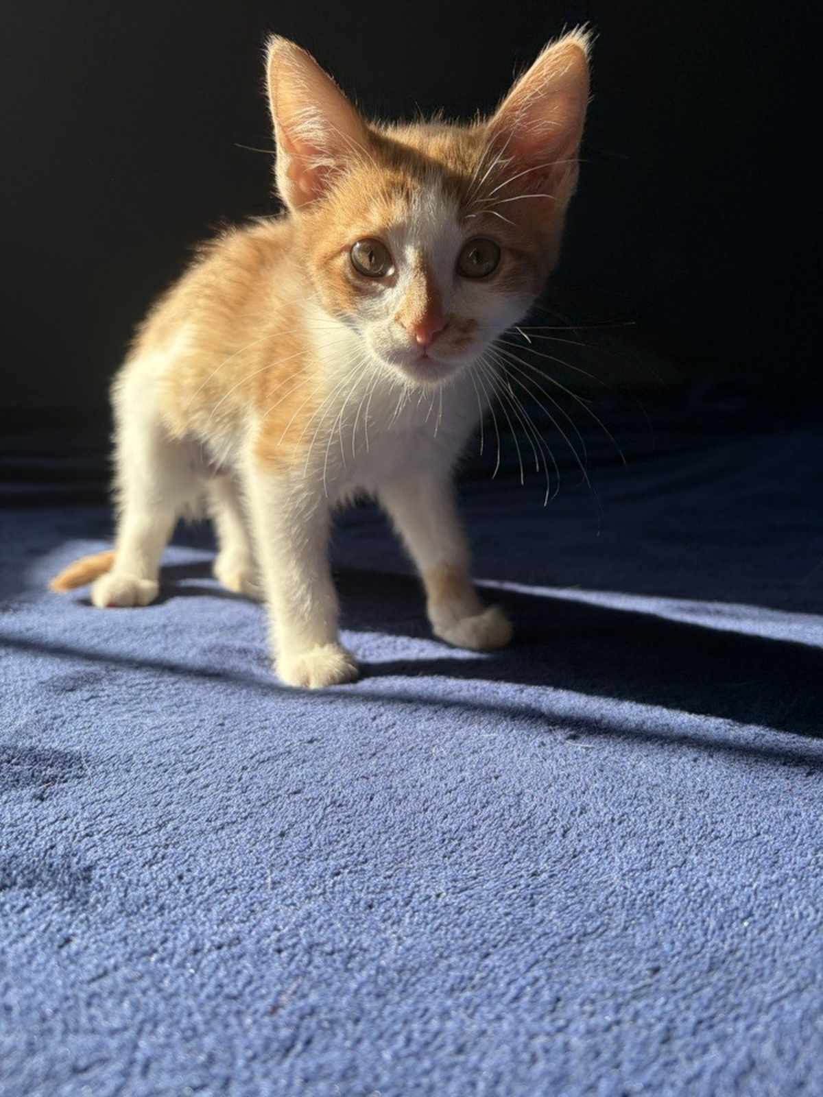 YARNABY - Domestic Shorthair available for adoption